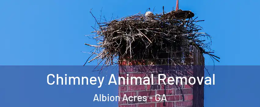 Chimney Animal Removal Albion Acres - GA