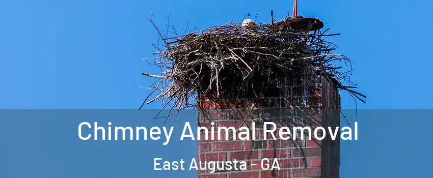 Chimney Animal Removal East Augusta - GA