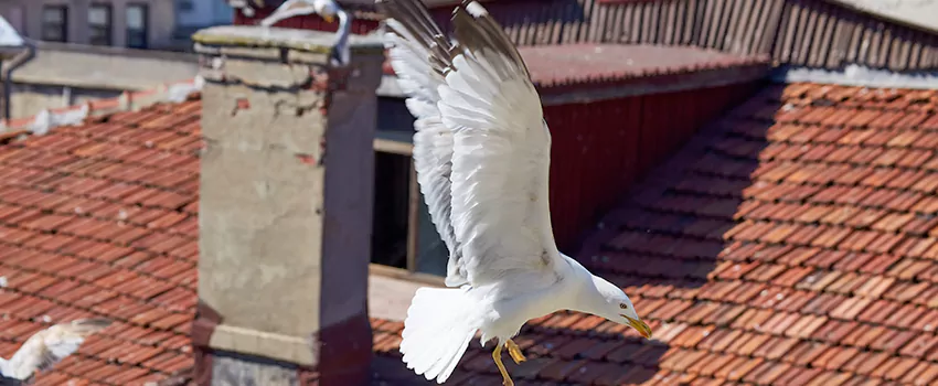 Residential Chimney Animal Removal Solution in West End, GA